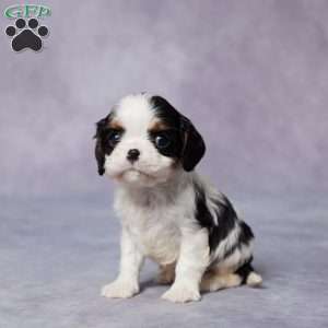 Rex, Cavalier King Charles Spaniel Puppy